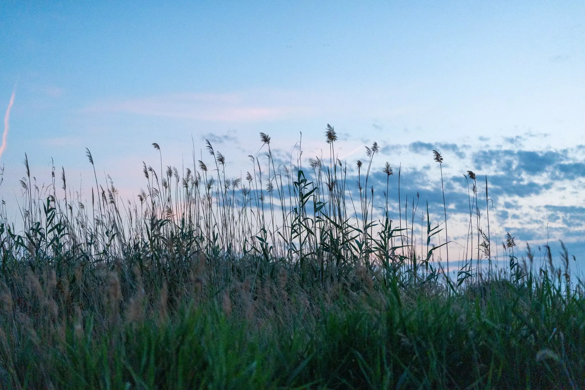 Tall reeds at sunset.