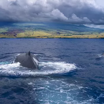 Humpback Wales diving in sea, Hawaii, USA