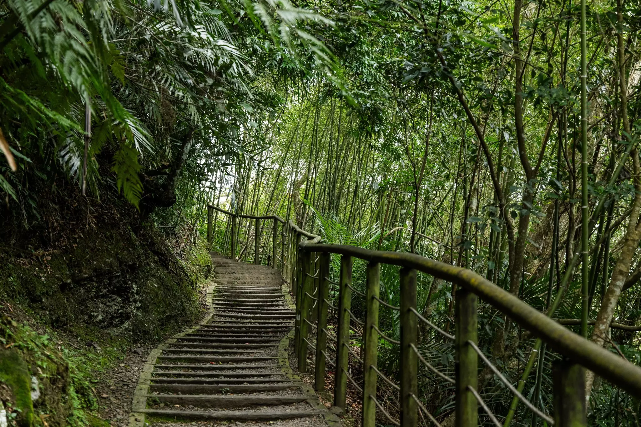 A path with many steps leads up a hill through a shady forest.