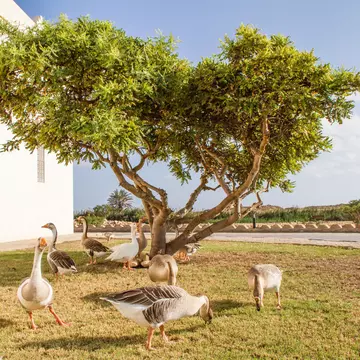 Frankincense tree at the Frankincense Museum with a group of geese under the tree. Salalah, Oman