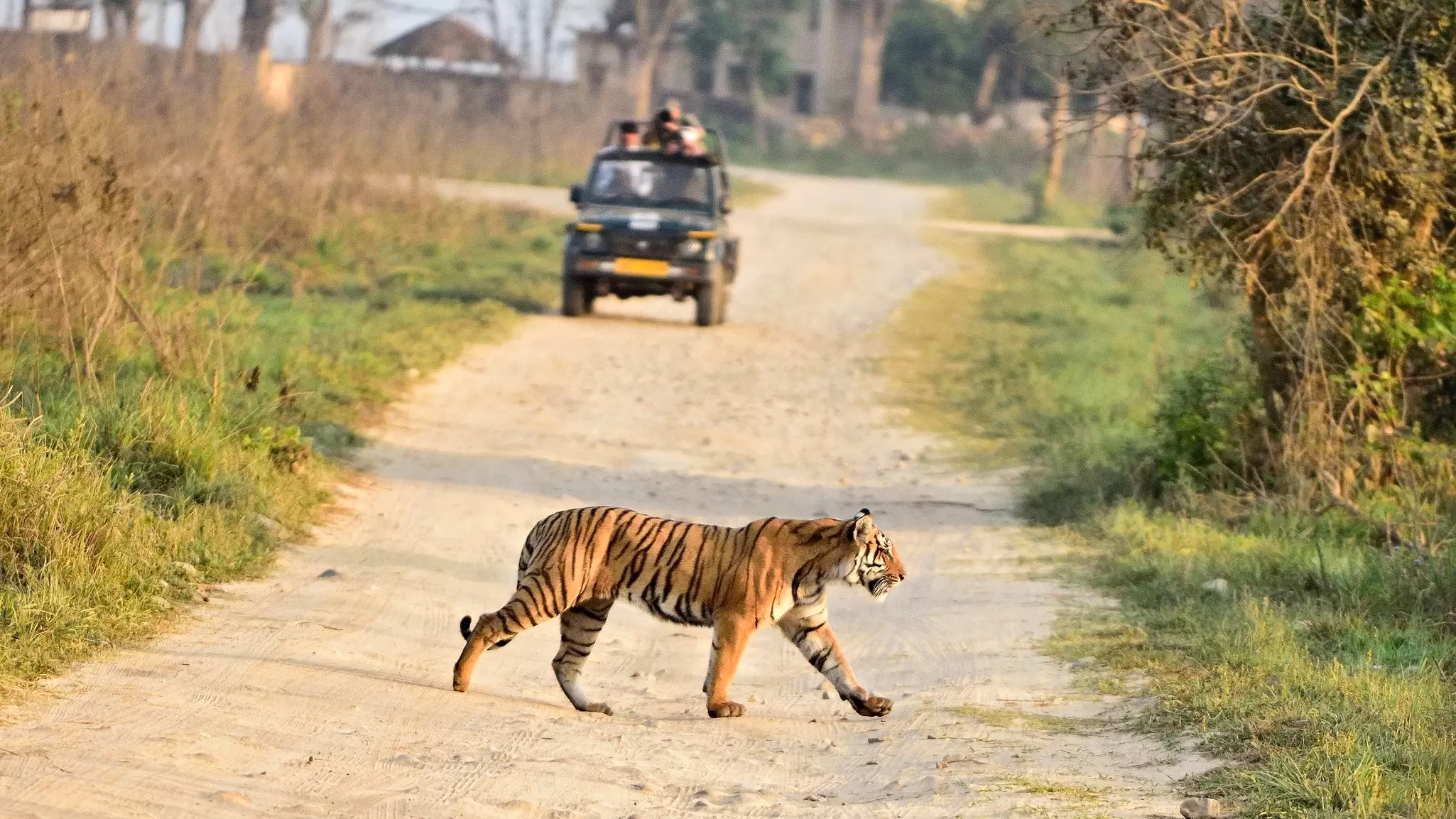 From a 4WD vehicle, on foot or even on the back of an elephant, here’s where you can see a tiger in the wild © Safique Hazarika Photography / Getty Images