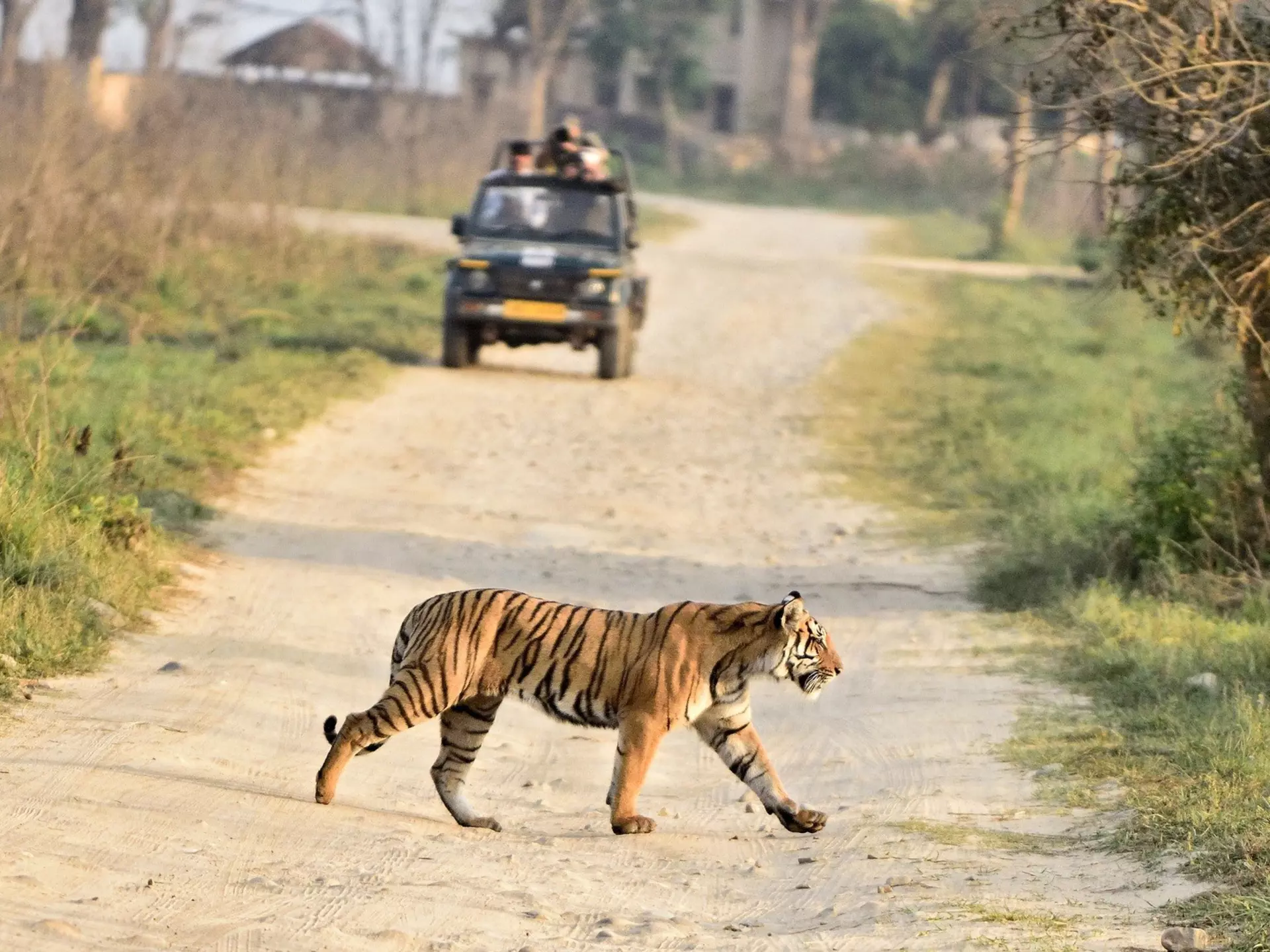 From a 4WD vehicle, on foot or even on the back of an elephant, here’s where you can see a tiger in the wild © Safique Hazarika Photography / Getty Images