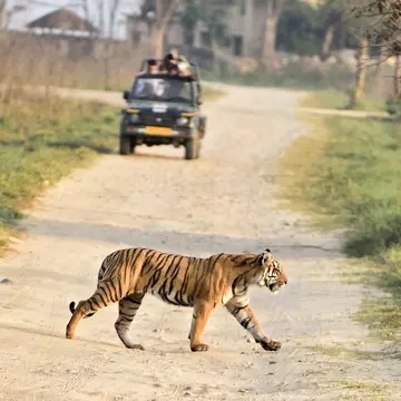 From a 4WD vehicle, on foot or even on the back of an elephant, here’s where you can see a tiger in the wild © Safique Hazarika Photography / Getty Images