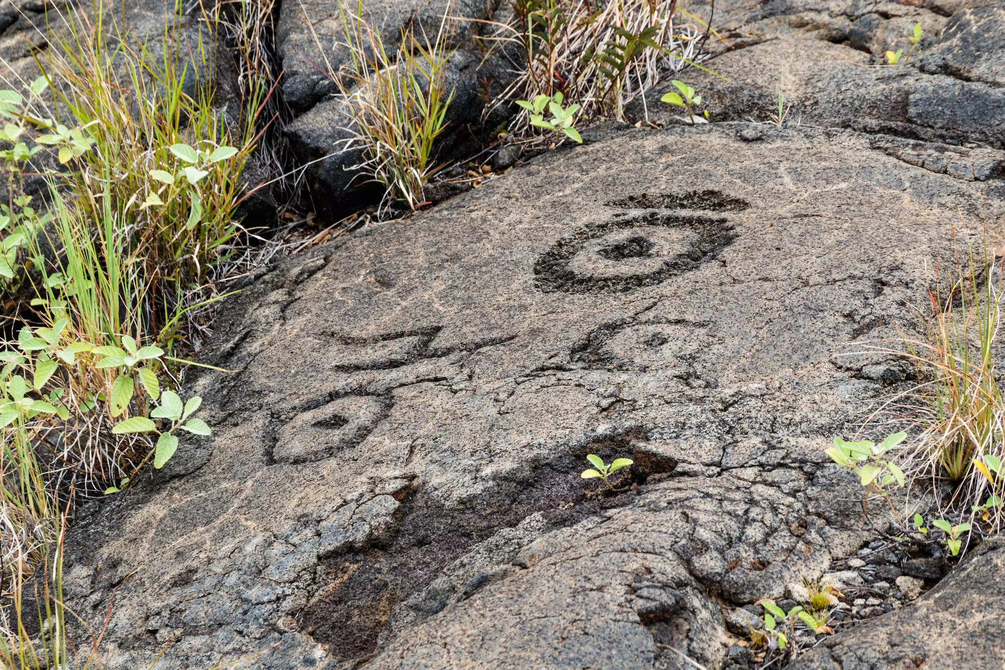 Petroglyphs in lava rock at Pu'uloa along Chain of Craters road, in the Volcanoes National Park.
