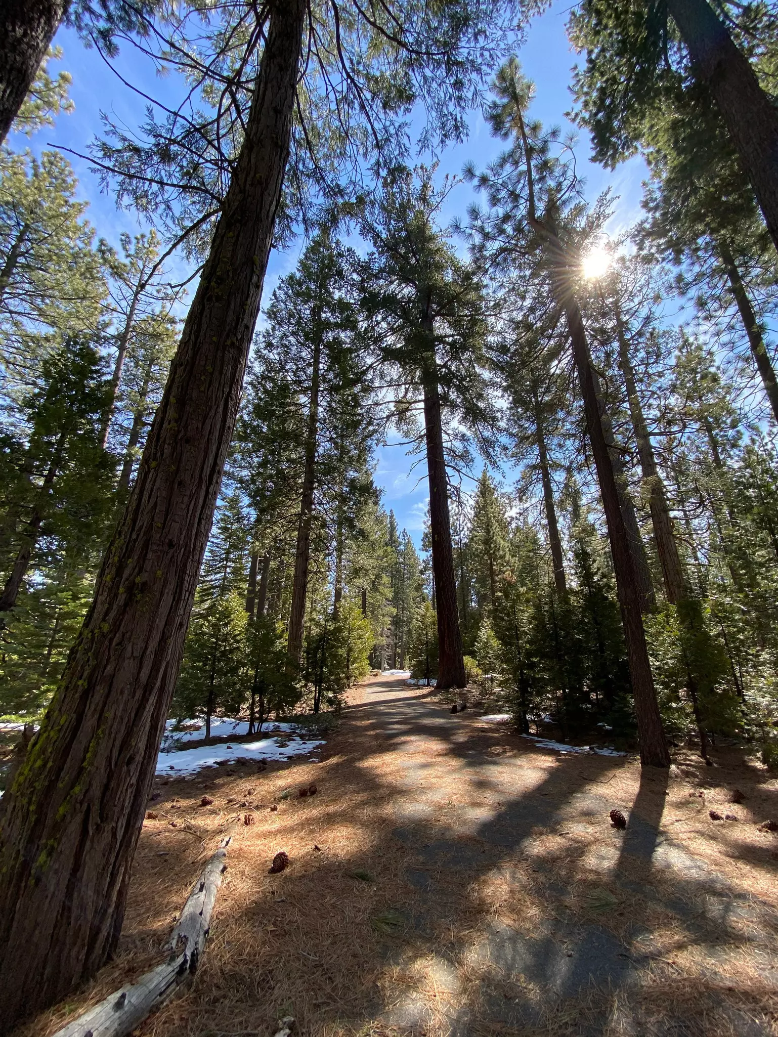 A trail through thick woodland.