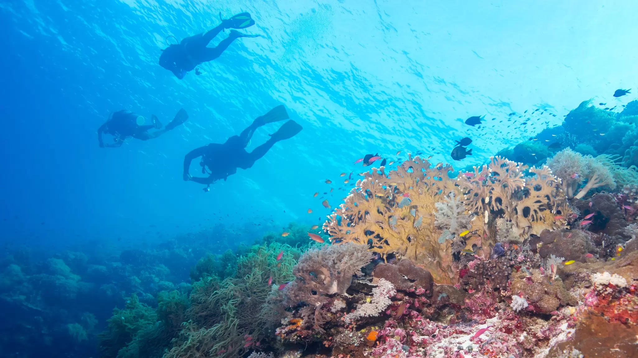 Three divers in scuba gear near a colorful reef