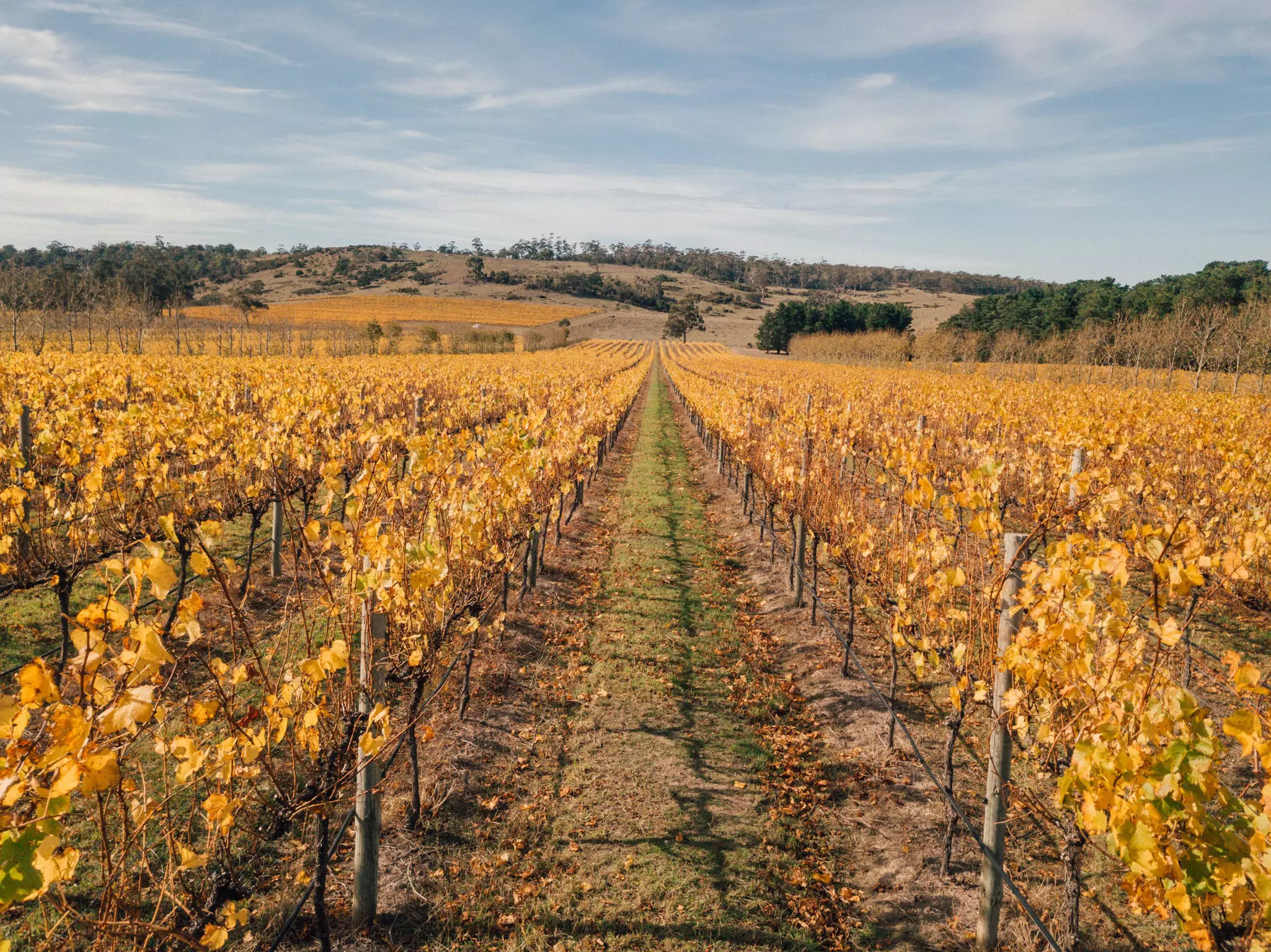 Rows of a vineyard in autumn, with yellow leaves