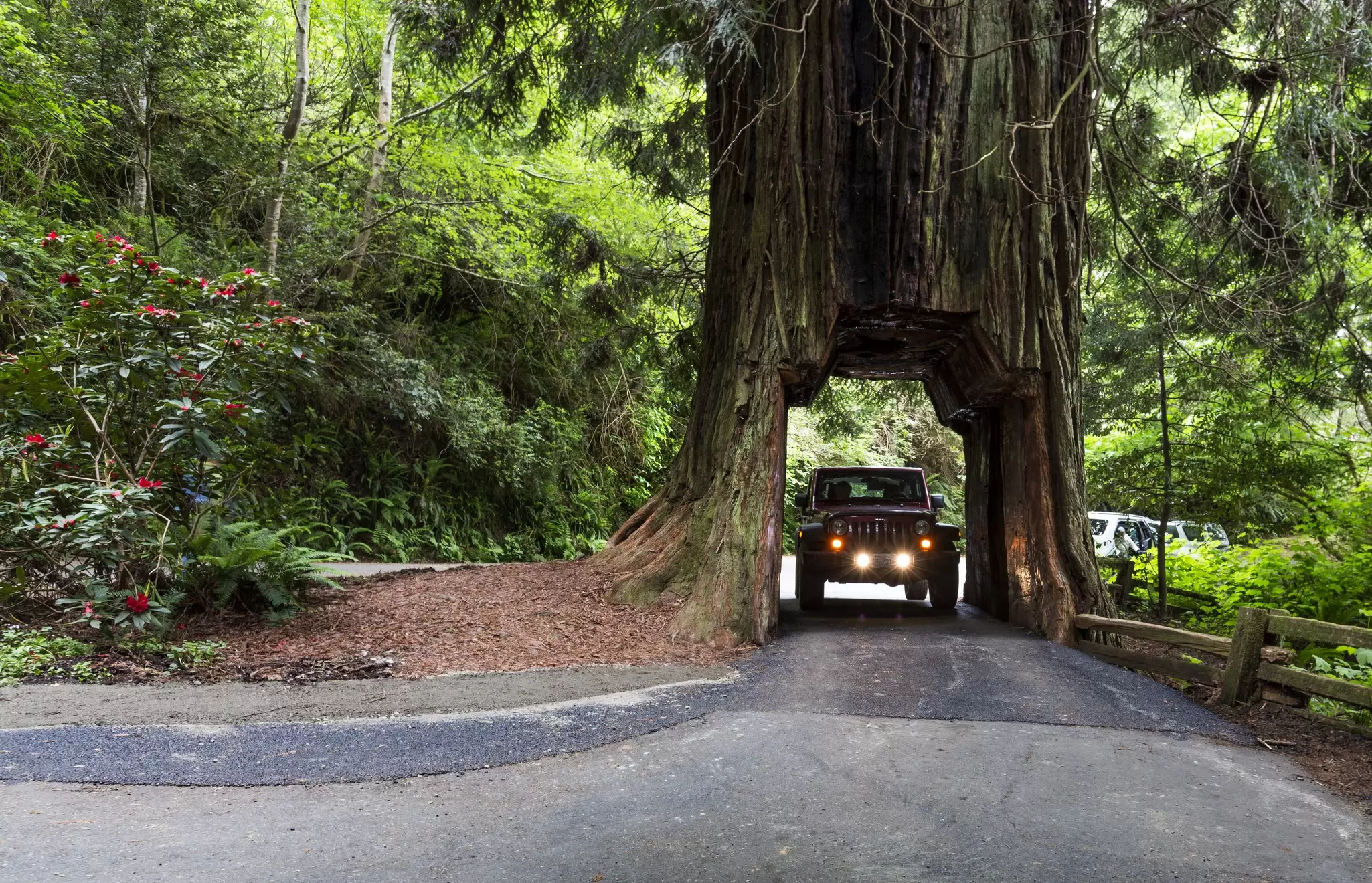 A 4X4 vehicle drives through an opening carved in the trunk of a massage redwood tree, Klamath, California