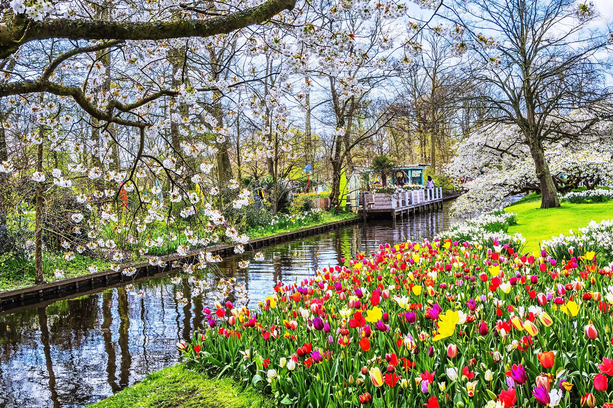 A small canal runs through a flower garden at springtime with a tree covered in blossom and tulips in bloom