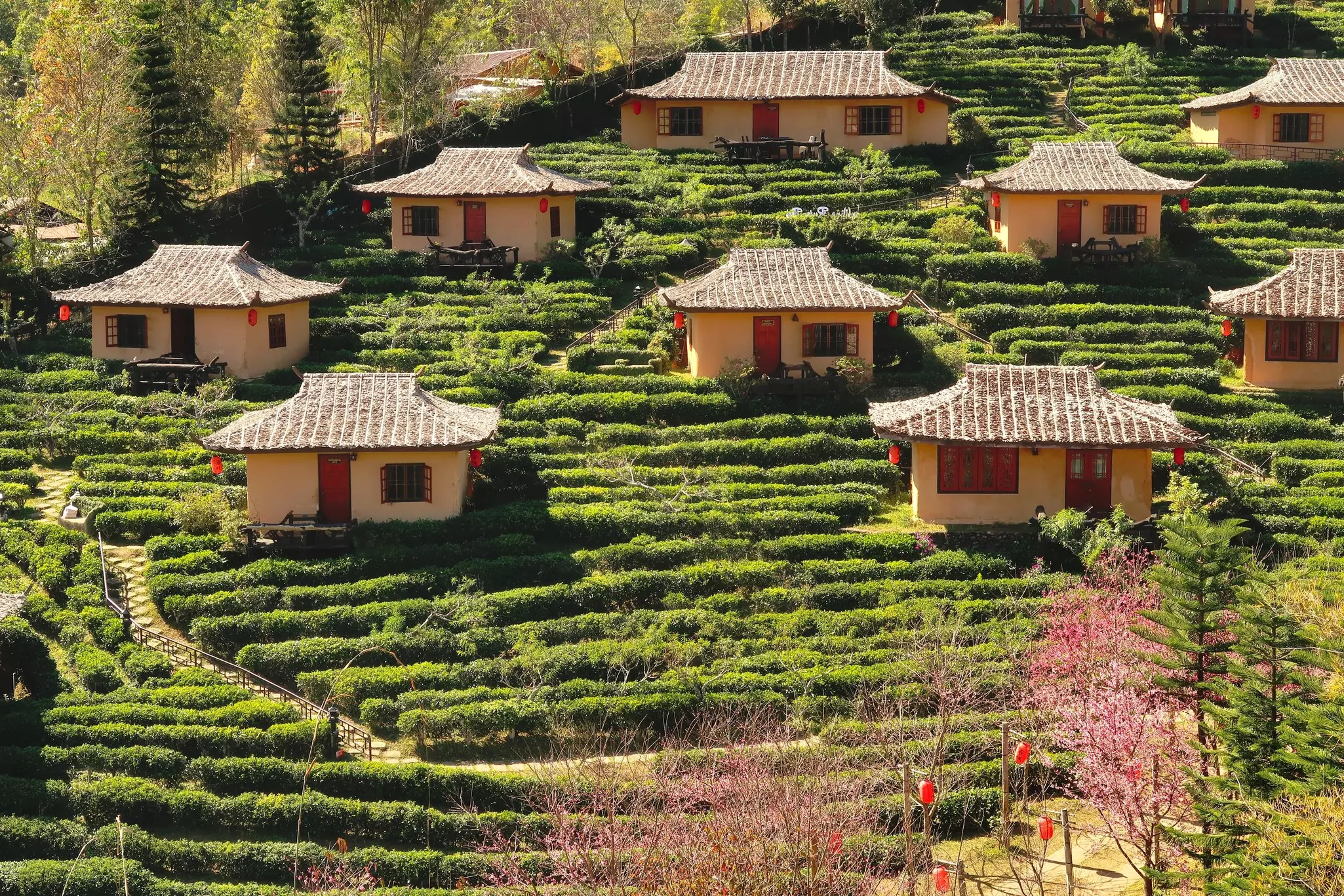 View of traditional Chinese houses surrounded by a lush tea plantation.