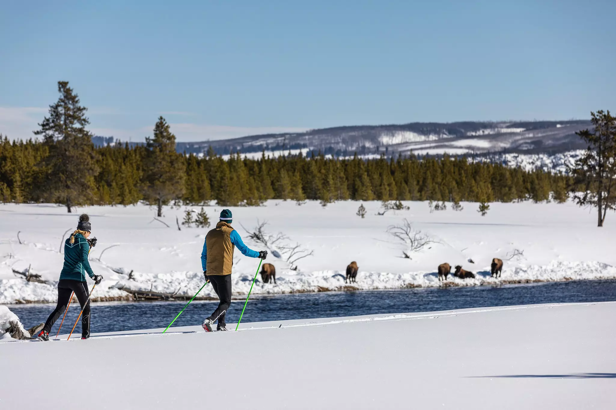 Explore Yellowstone in winter using skis or shoeshoes – it's easier to spot the wildlife too. Visit Montana