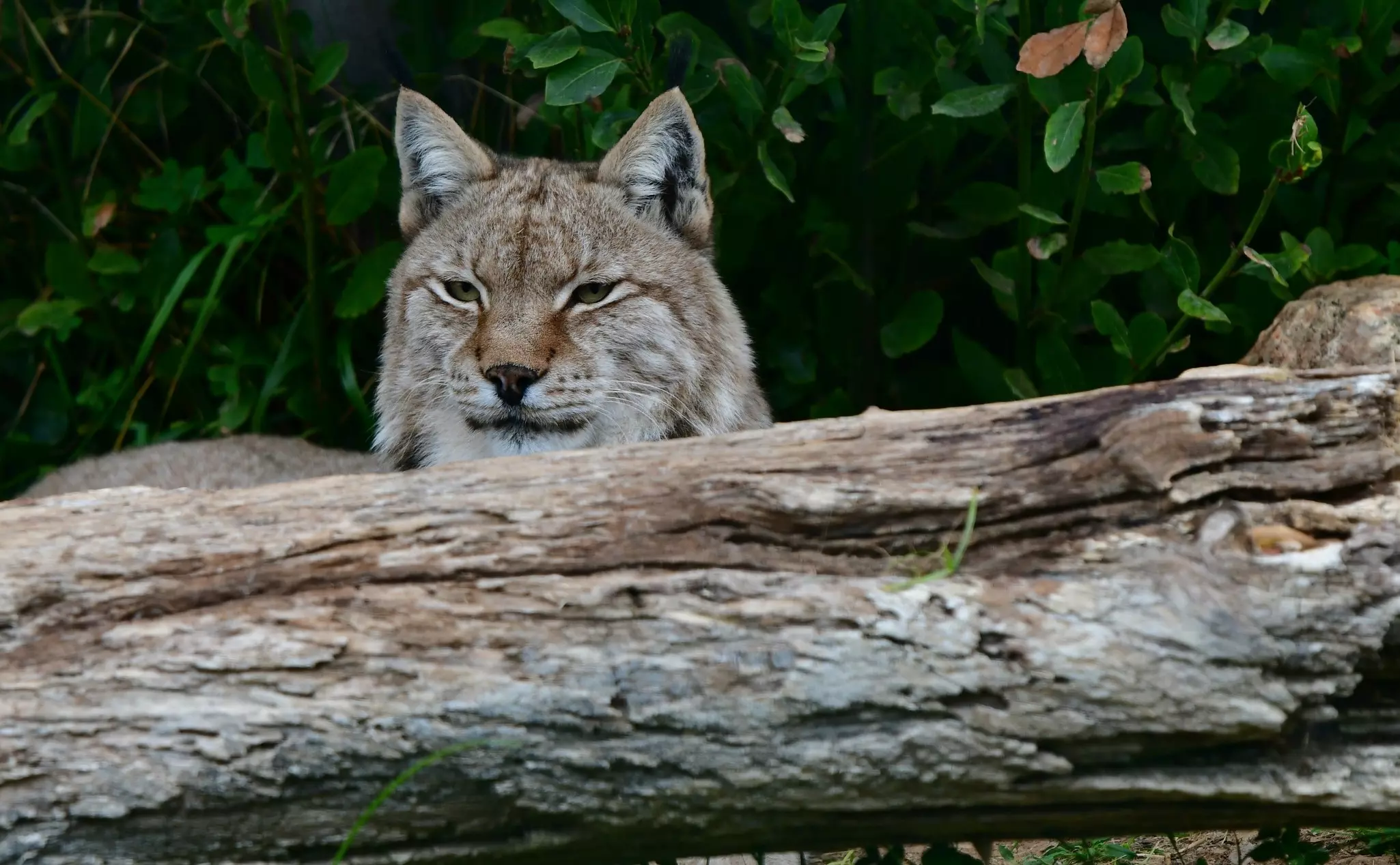 The designation of the Vjosa River National Park will protect critically endangered species like the Balkan lynx © Panagiotis Komninelis / Shutterstock
