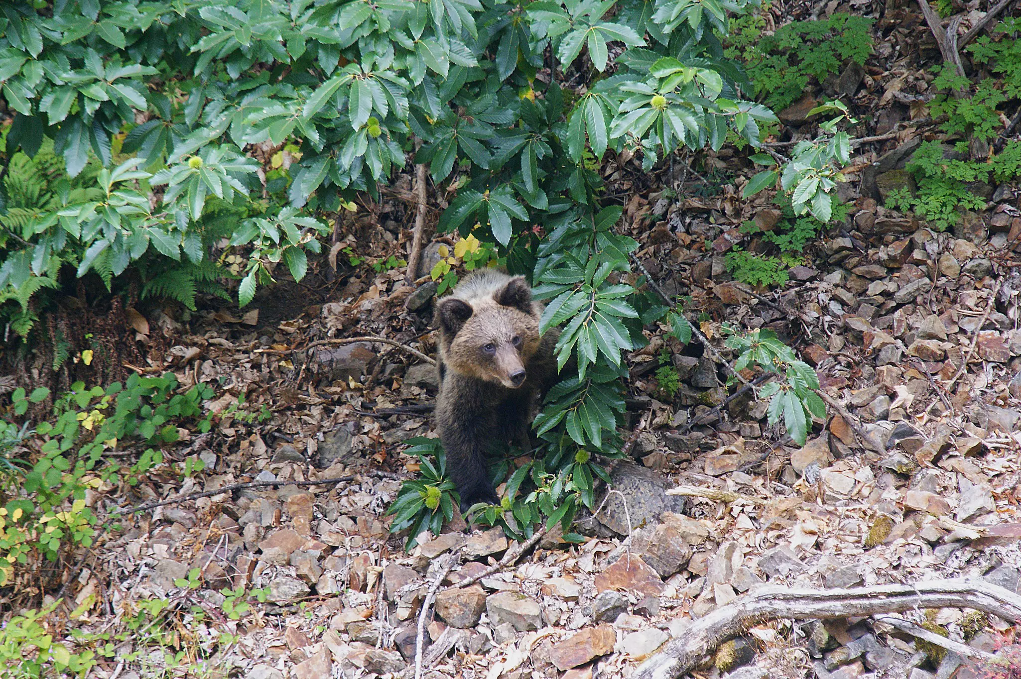 A cantabric bear (Ursus arctos arctos) in the wild surrounded by trees and rocks Asturias, Spain.