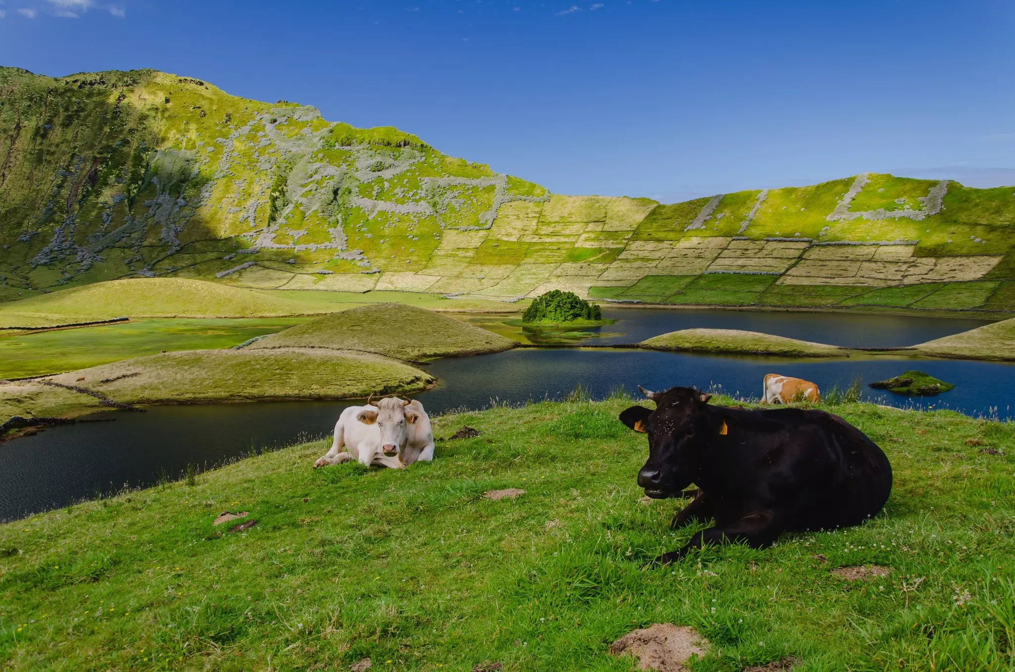 A black cow and a white cow lying on green grass with a wide creek and green hills in the background on a sunny day.