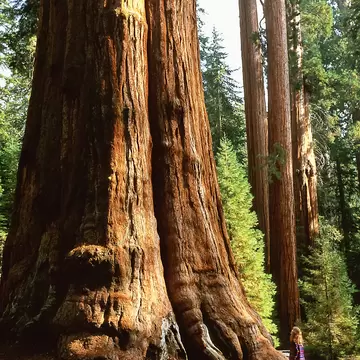 The Giant Sequoia known as the General Sherman Tree, California, Sequoia National Park.