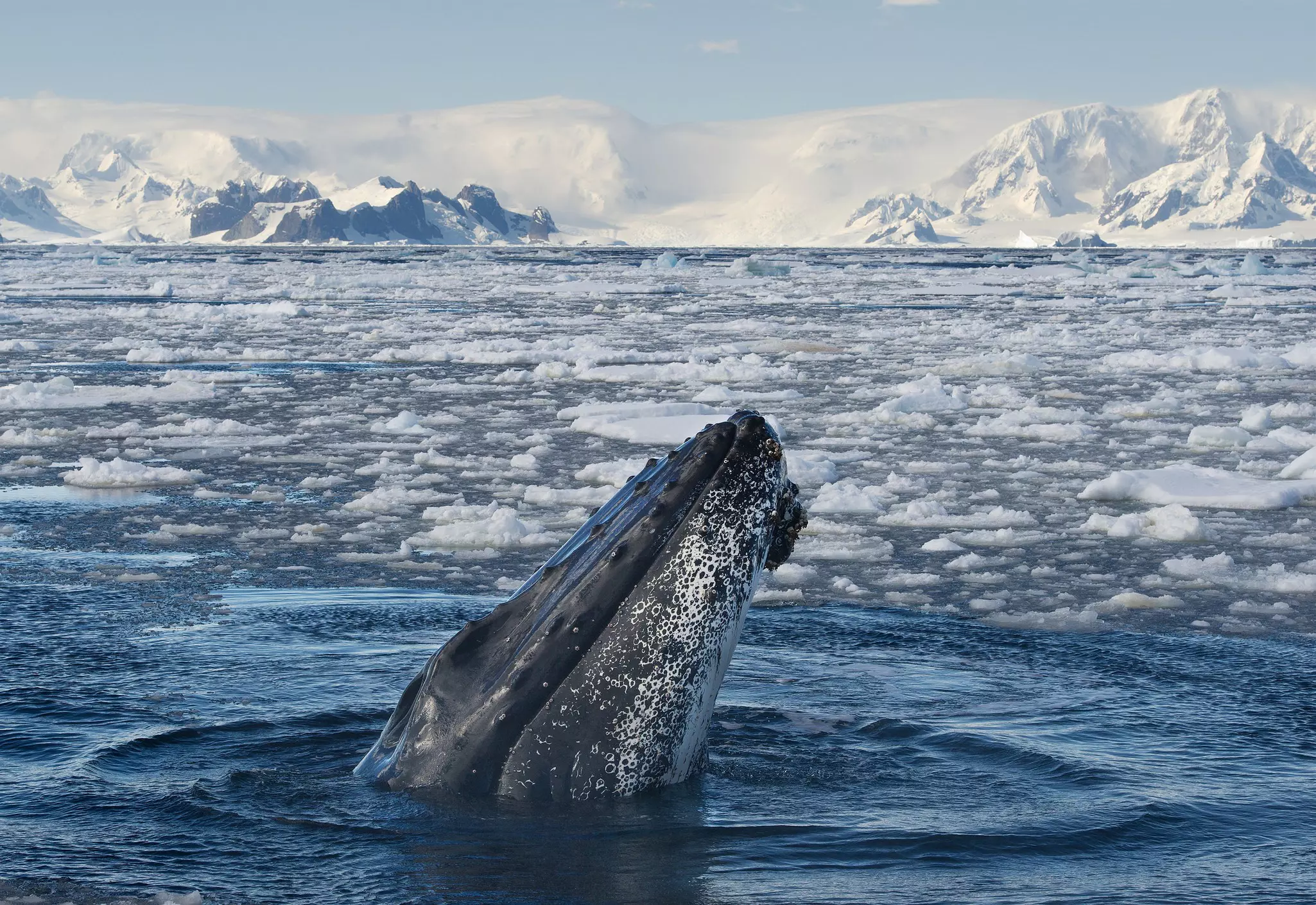 A humpback whale breaches amid sea ice with icy mountains behind in Antarctica.