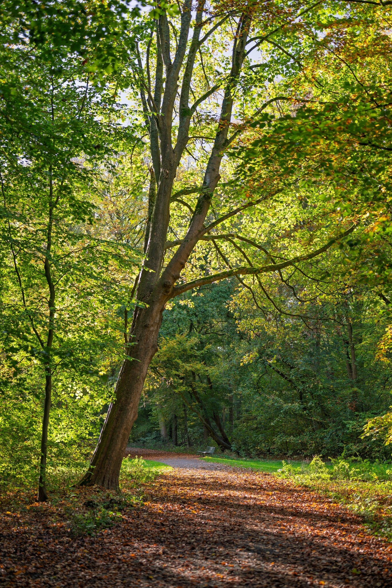 A serene autumn path in Amsterdamse Bos, bathed in dappled sunlight, with a carpet of fallen leaves and lush trees.