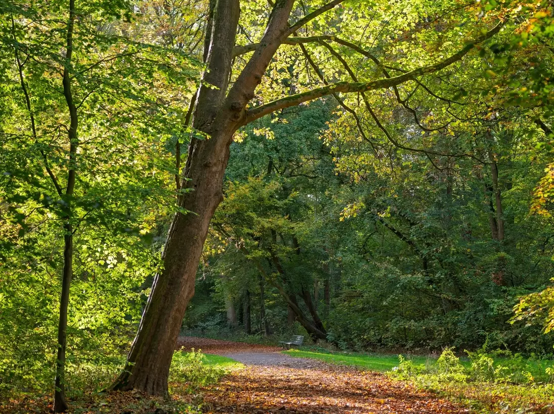 A serene autumn path in Amsterdamse Bos, bathed in dappled sunlight, with a carpet of fallen leaves and lush trees.