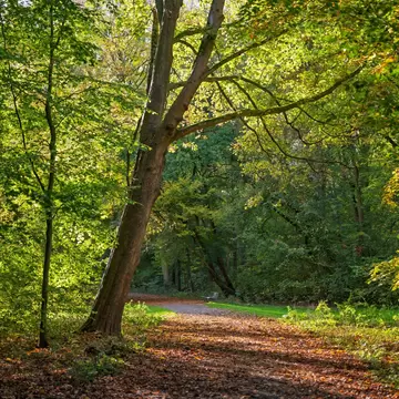 A serene autumn path in Amsterdamse Bos, bathed in dappled sunlight, with a carpet of fallen leaves and lush trees.