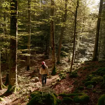 experiencing a forest detox in Kocevsko, Slovenia, September 2026
Kočevje, Slovenia, September 2026.