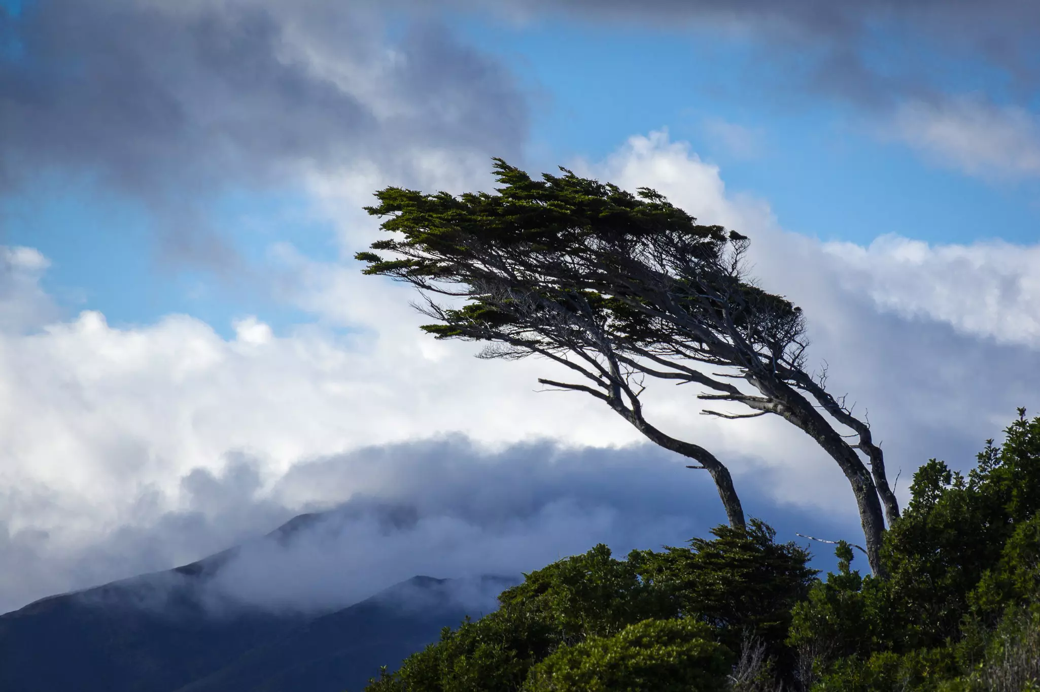 A mountain-top tree that has grown at a 45-degree angle due to persistent strong winds.