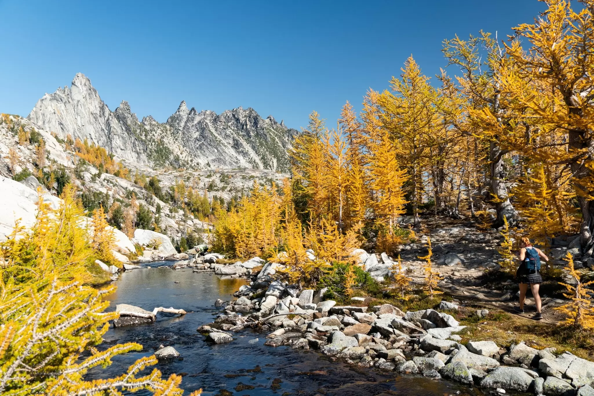 Trees lining a river in a mountain region turn a golden-yellow in the autumn. A hiker follows a nearby trail; The Enchantments in Washington