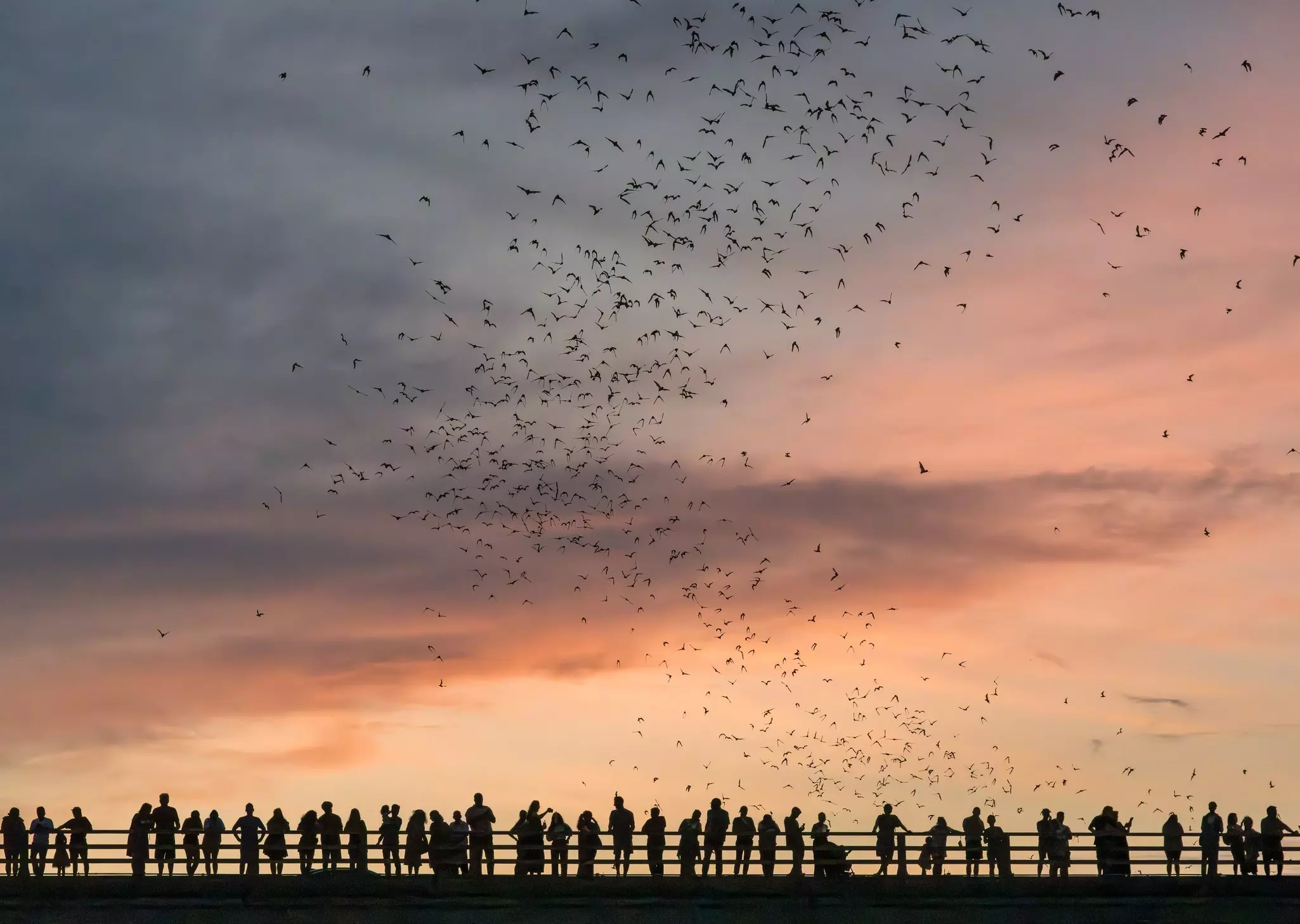 People standing in a row on a bridge are silhouetted by the dusk light as they watch thousands of as bats fly overhead.