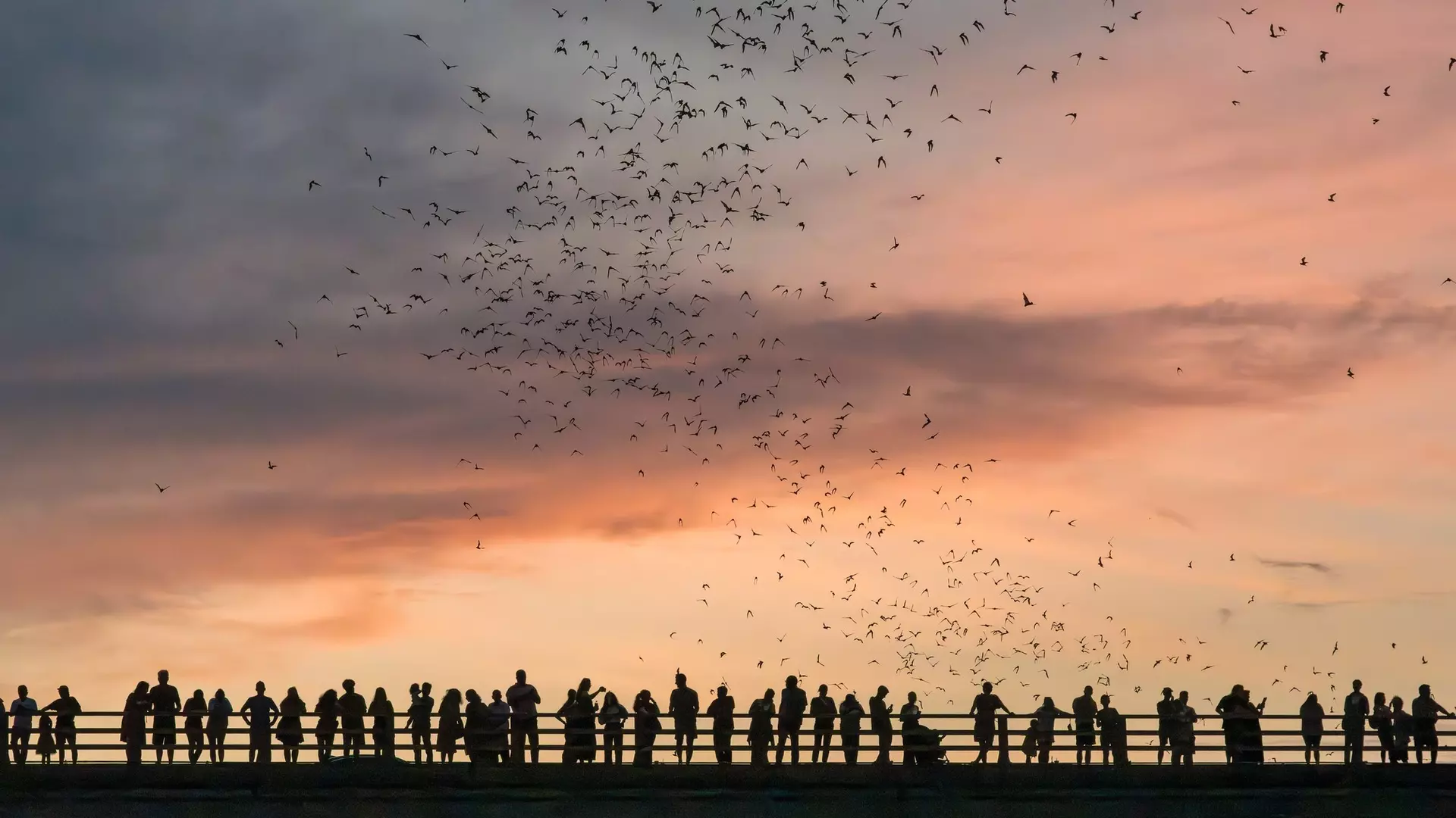 Bat watchers crowd on Congress Avenue bridge as bats fly overhead with sunset sky behind