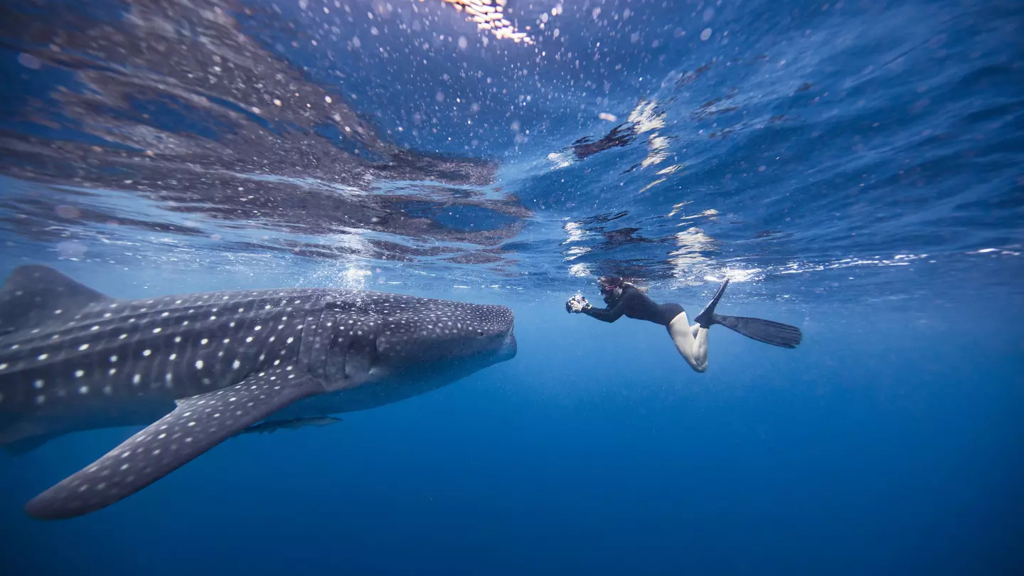 Mexico is the best place to get a good look at the gentle giants of the shark world. Ken Kiefer / Getty Images