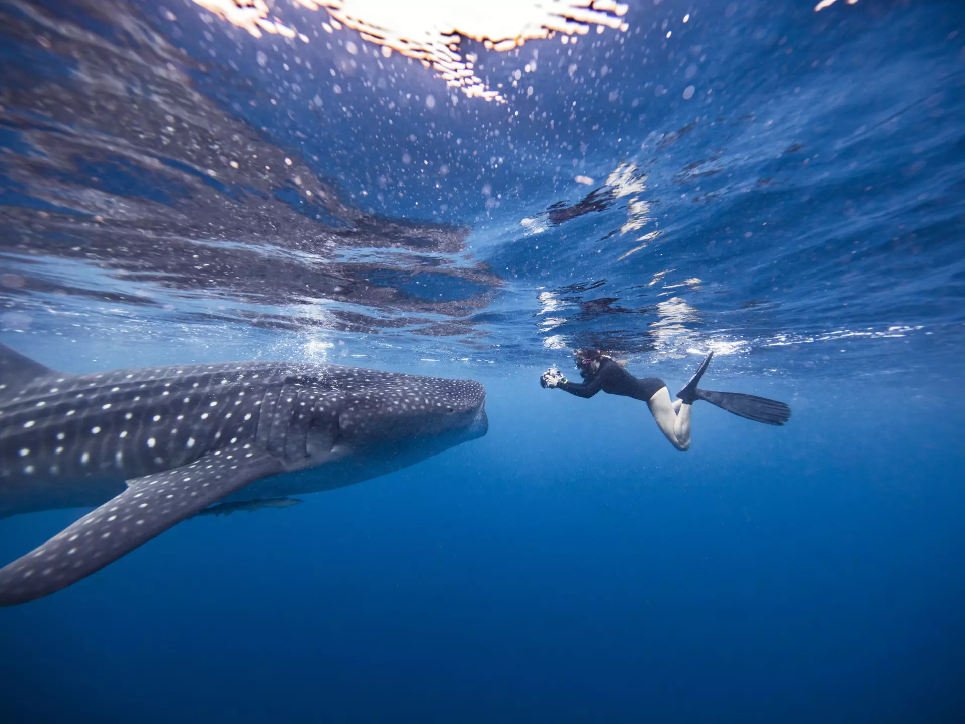 Mexico is the best place to get a good look at the gentle giants of the shark world. Ken Kiefer / Getty Images