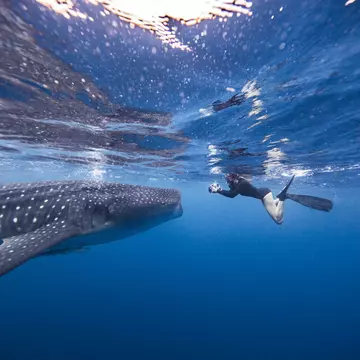 Mexico is the best place to get a good look at the gentle giants of the shark world. Ken Kiefer / Getty Images