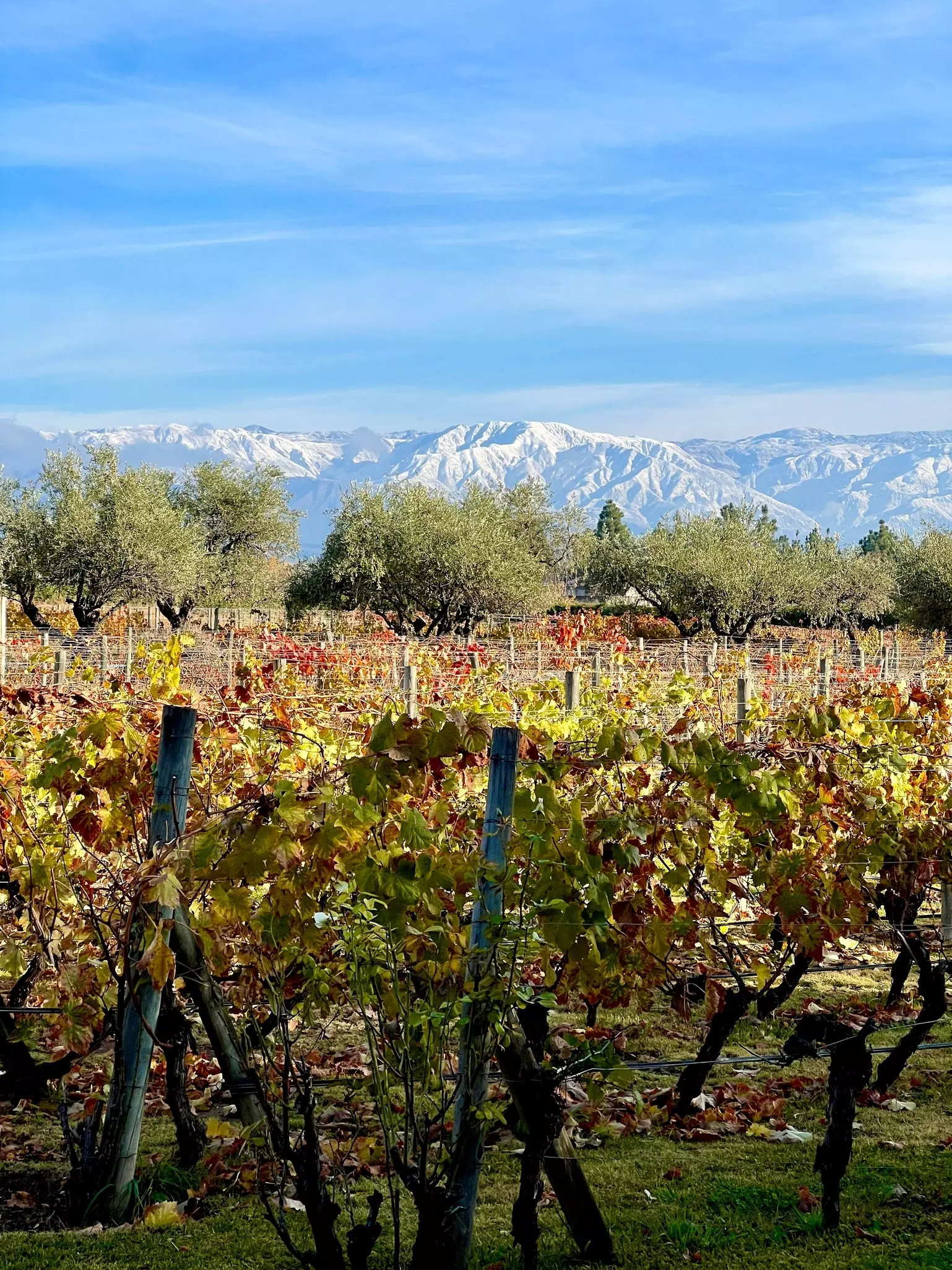 Vineyards with grapes extend to the distance, with green trees separating the vines from distant snowcapped mountains.