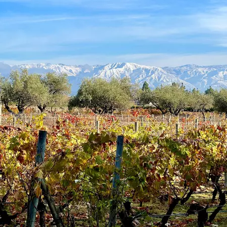 Vineyards with grapes extend to the distance, with green trees separating the vines from distant snowcapped mountains.