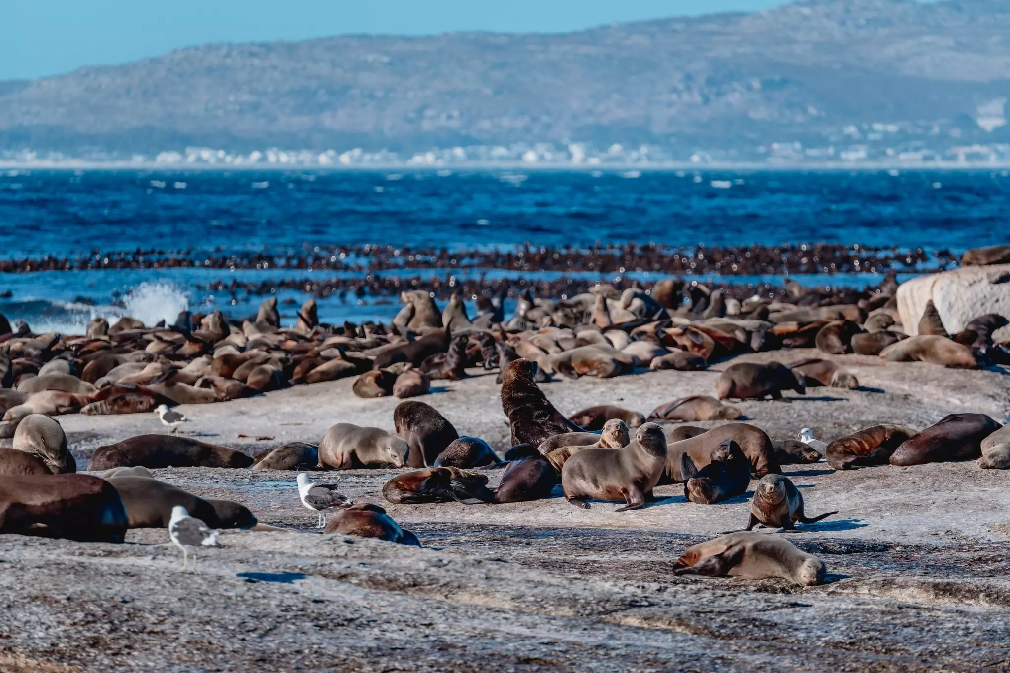 Duiker Island with Cape fur seals colony in Hout Bay Cape Town, South Africa, License Type: media_digital, Download Time: 2024-08-05T00:40:17.000Z, User: claramonitto, Editorial: false, purchase_order: 56530, job: Global Publishing-WIP, client: Cape Town & the Garden Route 10, other: Clara Monitto