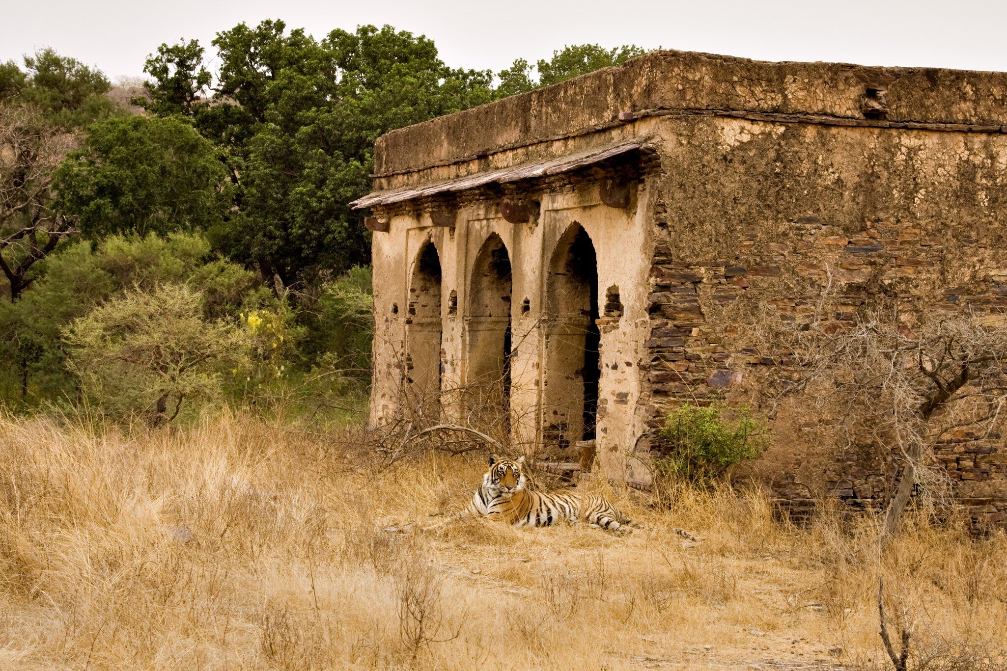 Tiger standing near an ancient ruined palace in Ranthambhore National Park tiger reserve, Rajasthan, India.