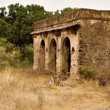 Tiger standing near an ancient ruined palace in Ranthambhore National Park tiger reserve, Rajasthan, India.