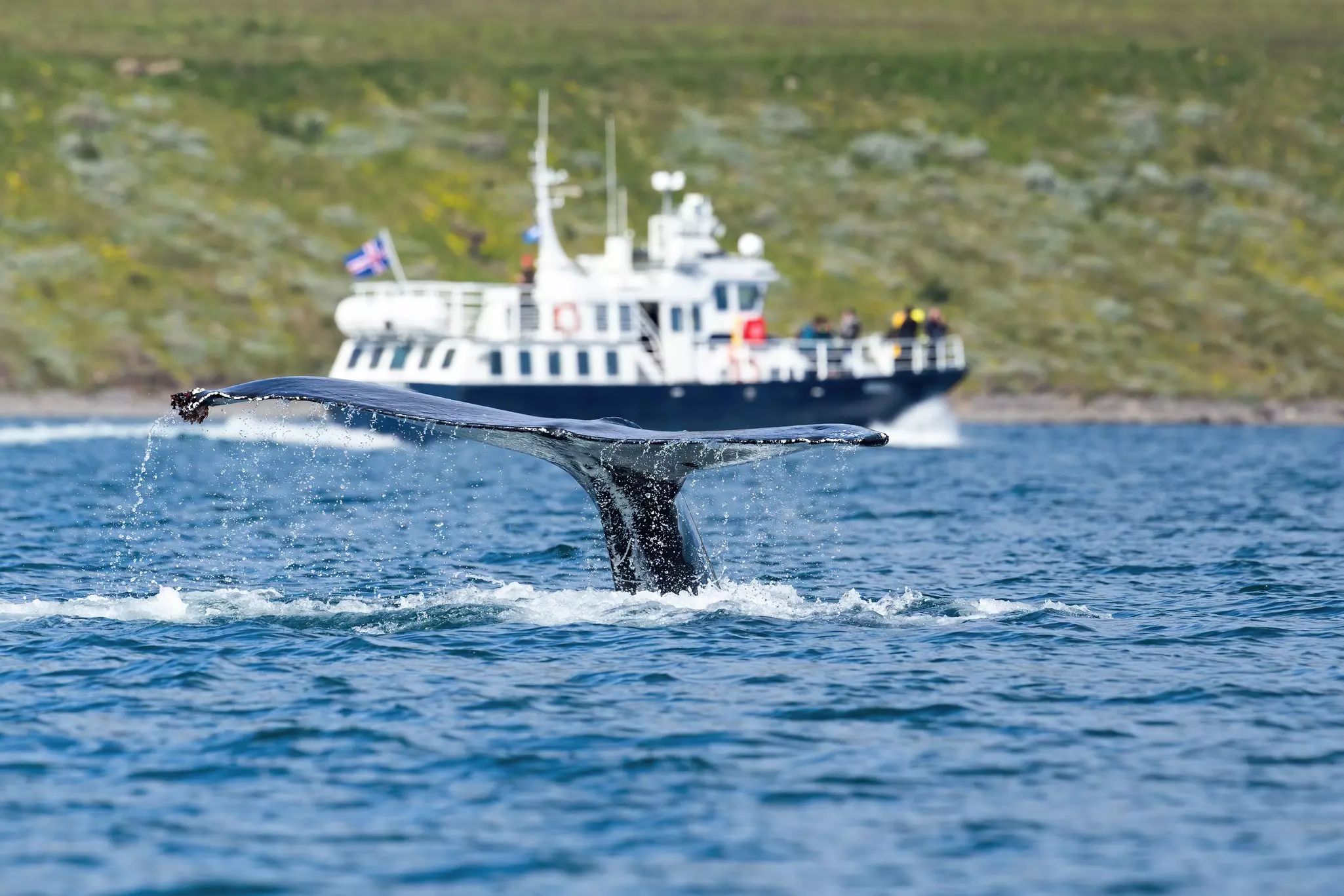 The tail of a humpback whale emerges from the water, with a boat seen behind the animal.
