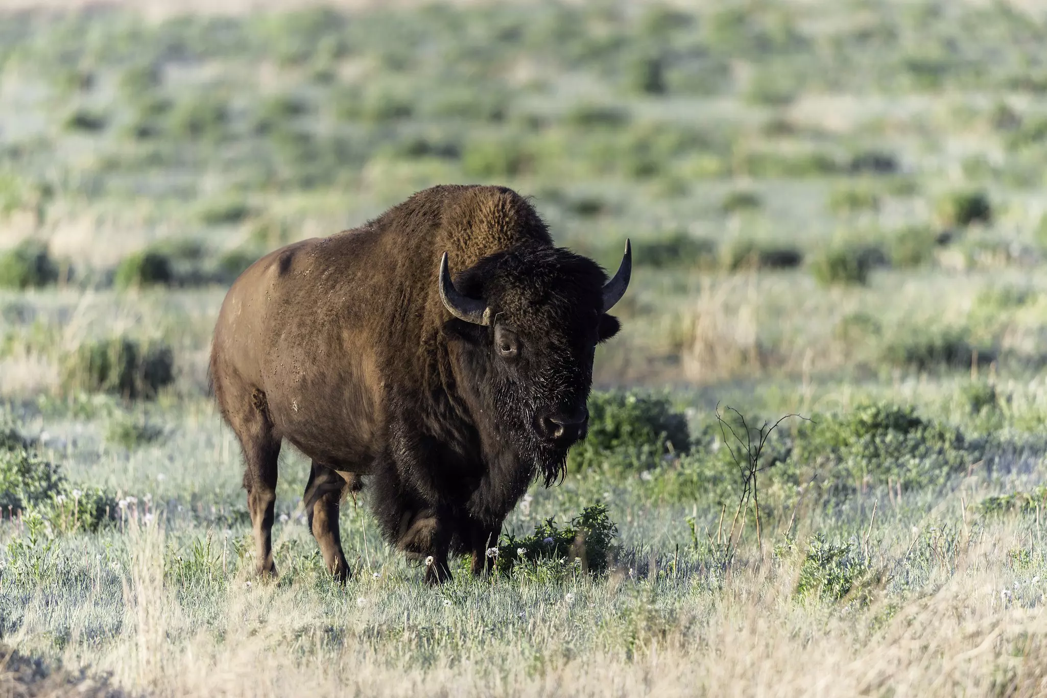 An adult plains bison in Grasslands National Park, Canada.