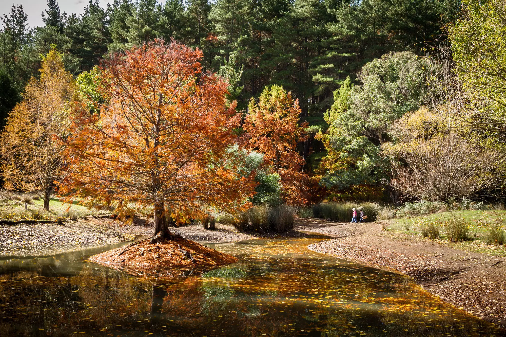 Trees in a park are turning golden in the fall, leaves float in reflective water while people hike in the background.