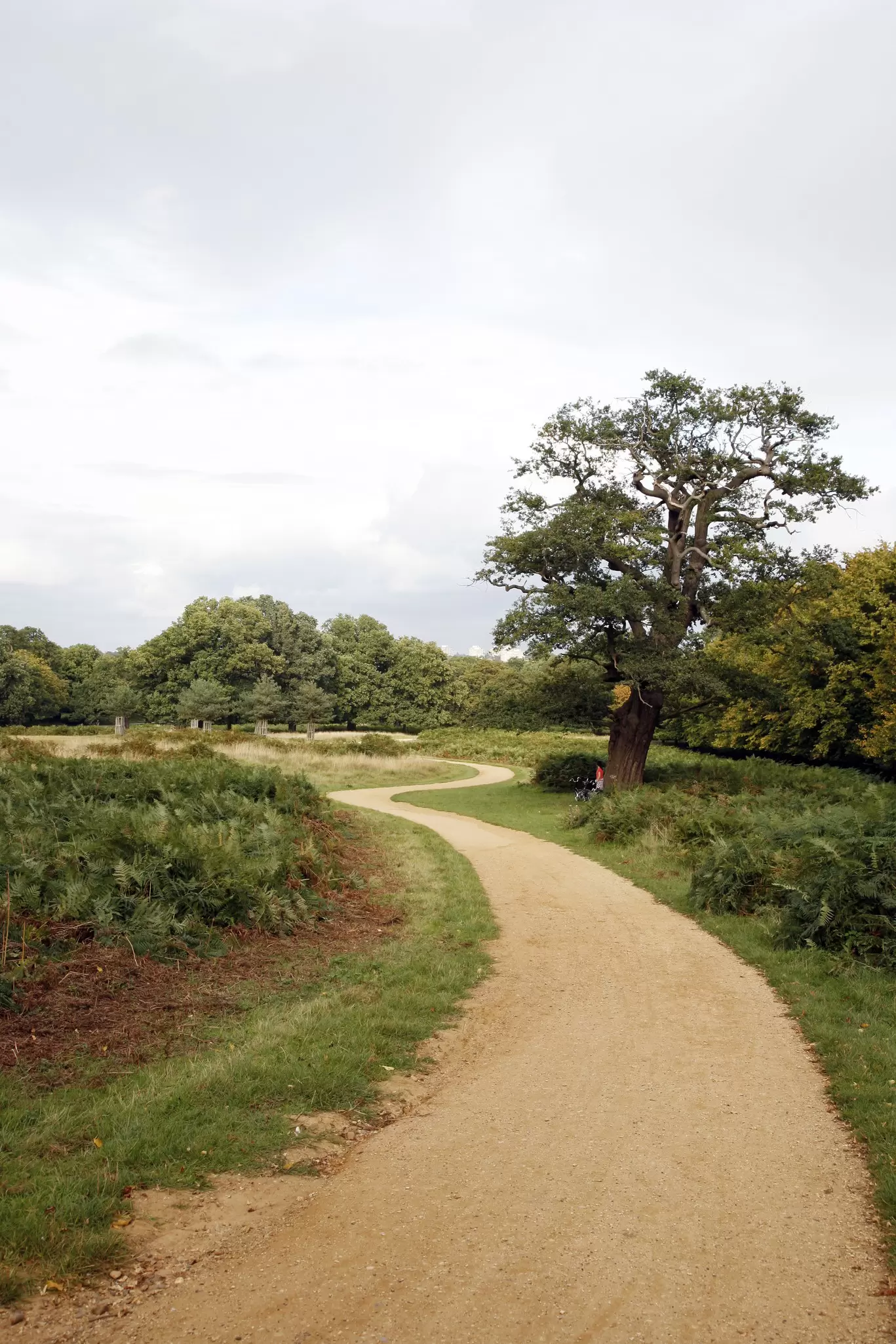 View of a path in Richmond Park in London, UK.