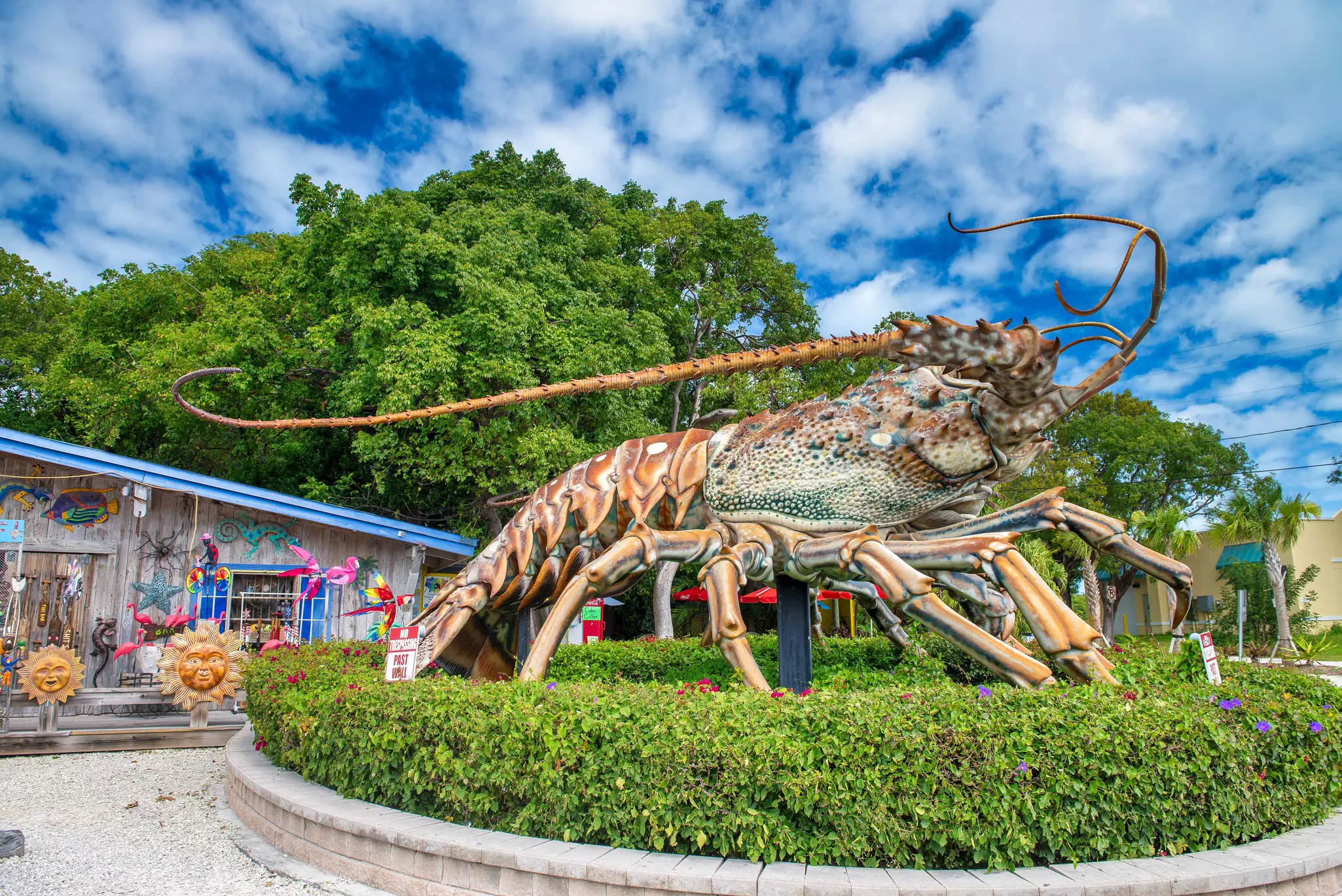 A giant sculpture of a spiny lobster is installed amid plantings by a highway.