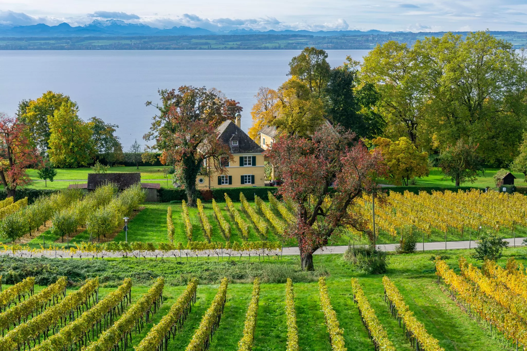 Orderly lines of vines in a golden green run perpendicular to a large blue lake; a yellow house is by the shore.