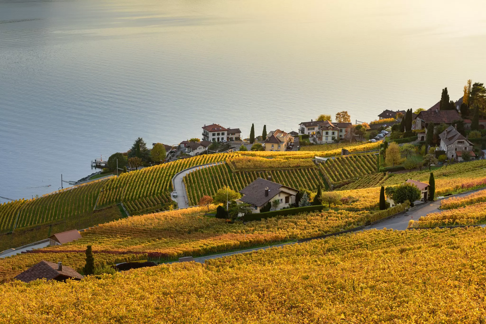 Lavaux Vineyard Terraces, Switzerland during sunset in autumn, License Type: media, Download Time: 2025-12-12T09:41:56.000Z, User: FergalCo, Editorial: false, purchase_order: 56530 - Guidebooks, job: Global Publishing WIP, client: Switzerland 12, other: Fergal Condon