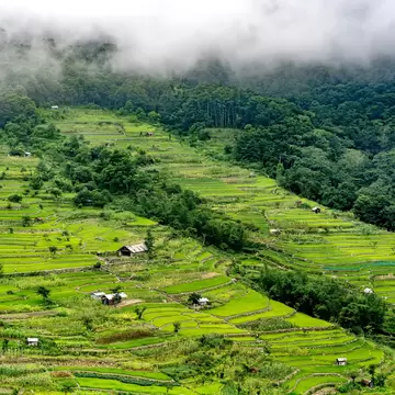 Bright green rice terraces dotted with small huts on a hillside, with forest and low cloud above, near Khonoma, Nagaland.
