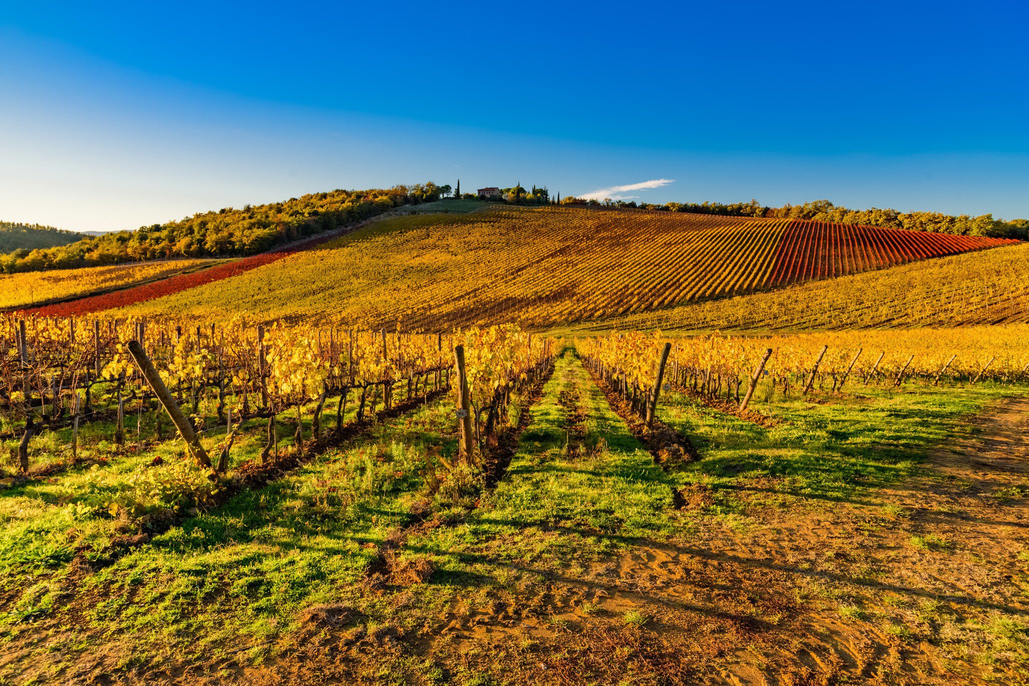 Tuscany, Italy: Colors of the magical autumn between the hills of Tuscany in the province of Siena, in the vineyards of Chianti Classico, famous red wine