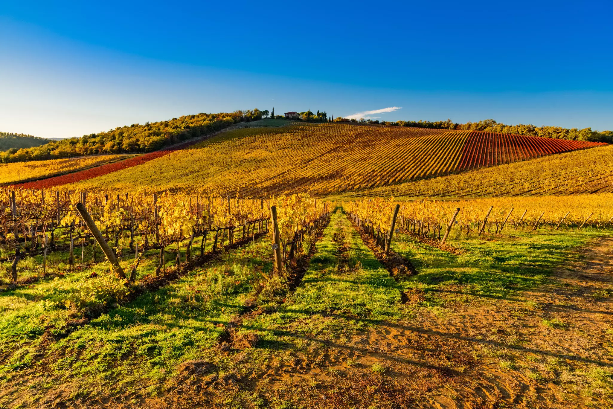 Tuscany, Italy: Colors of the magical autumn between the hills of Tuscany in the province of Siena, in the vineyards of Chianti Classico, famous red wine