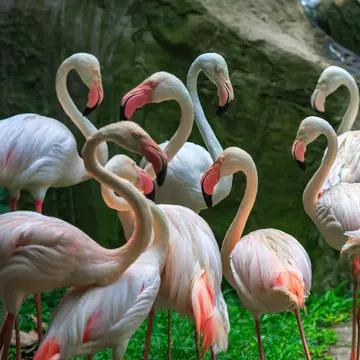 Flamingo Phoenicopterus in Kuala Lumpur, KL Bird Park, Malaysia
398281777
africa, american, asia, background, bird, blue, california, fish, flamingo, florida, great, kenya, kl, kuala, lake, large, lumpur, malaysia, national, nature, onocrotalus, park, parks, pelecanus, phoenicopterus, pouch, salton, swimming, tropical, water, waterbird, white, wildlife, zoo