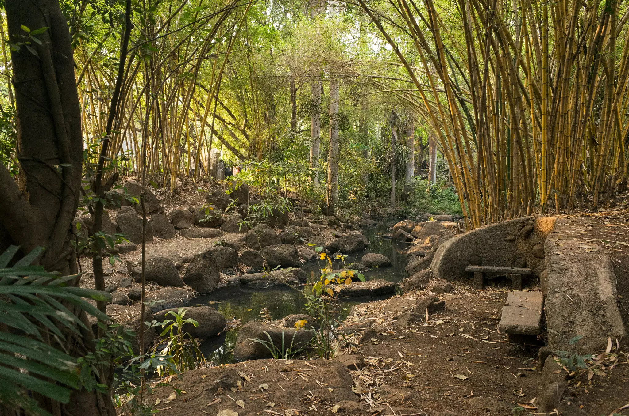 A grove of bamboo shades a rocky stream in a park.