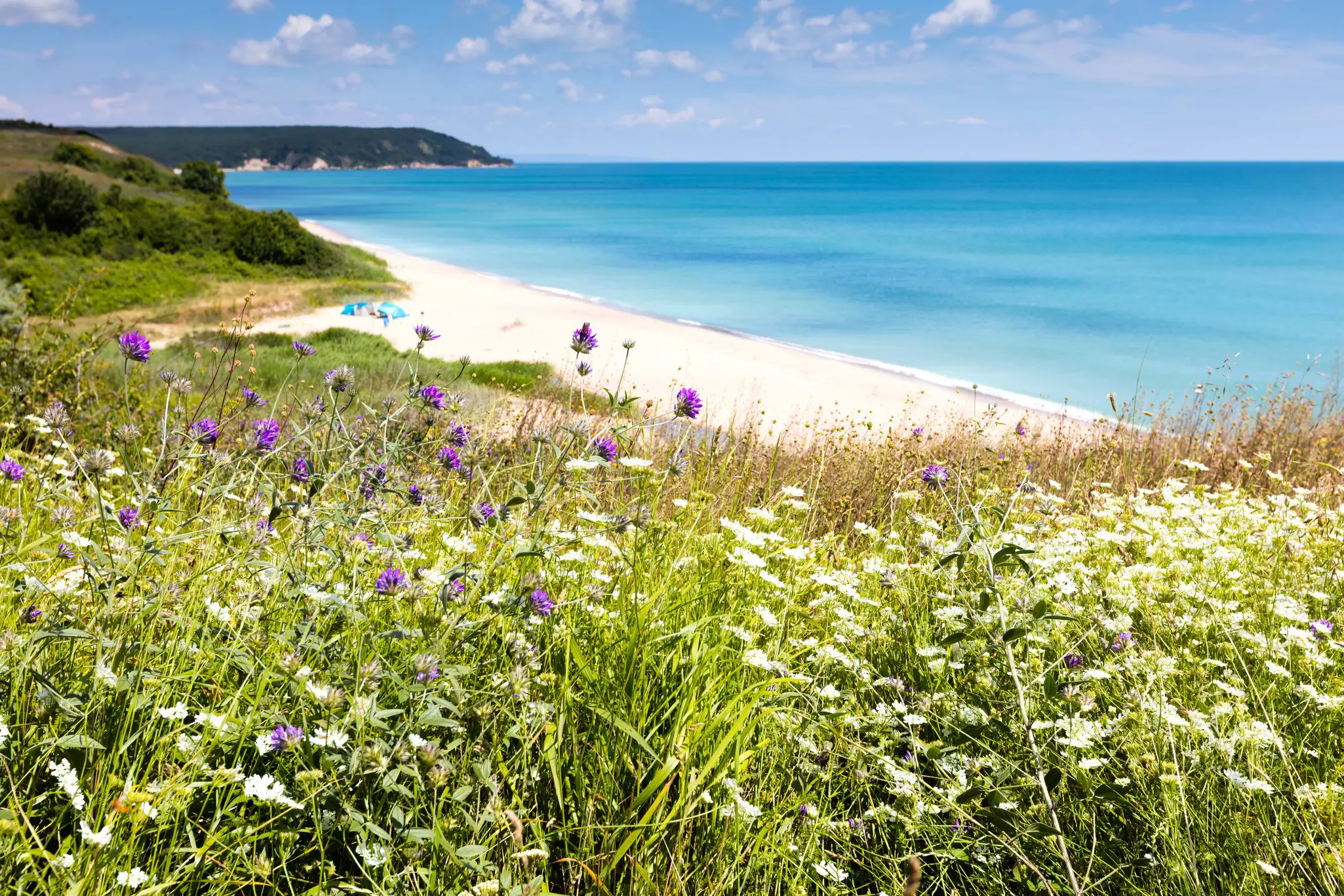 Wildflowers growing above Kara Dere beach on a sunny day. 