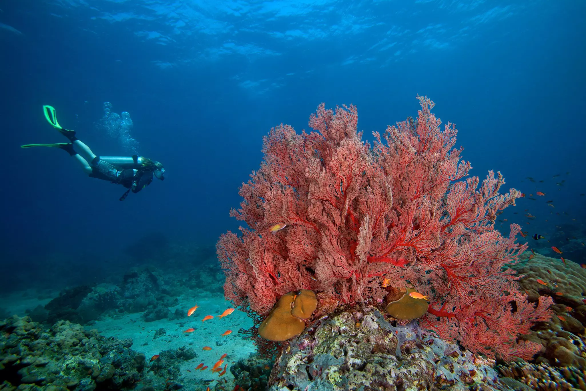 Scuba diver swims toward a giant sea fan.
